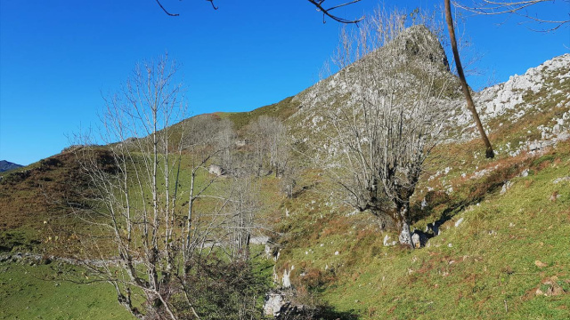 Majada Cogollu