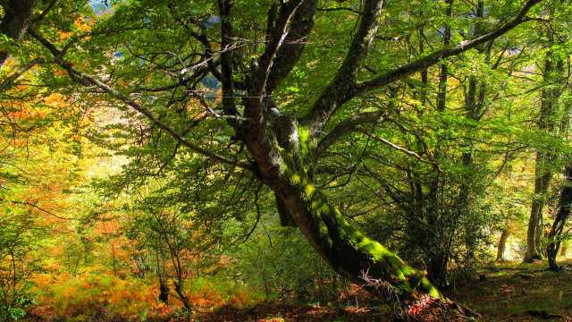 Bosque de Fabucao