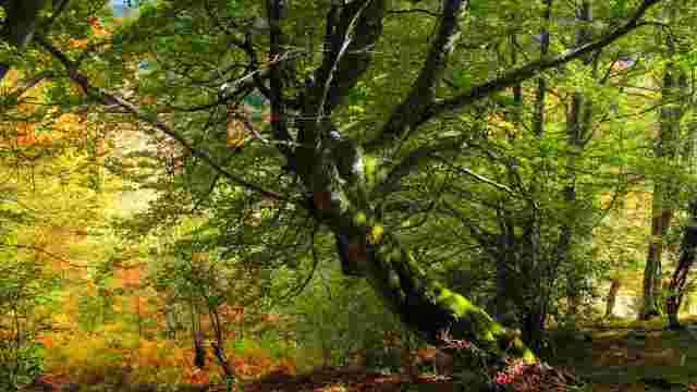 Bosque de Fabucao