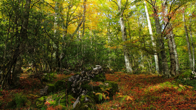 Ecoturismo en la naturaleza y los espacios protegidos